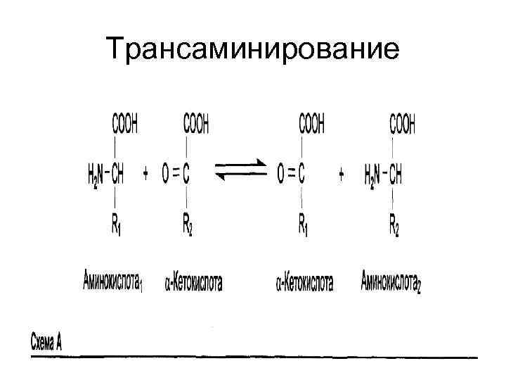 Трансаминирование 