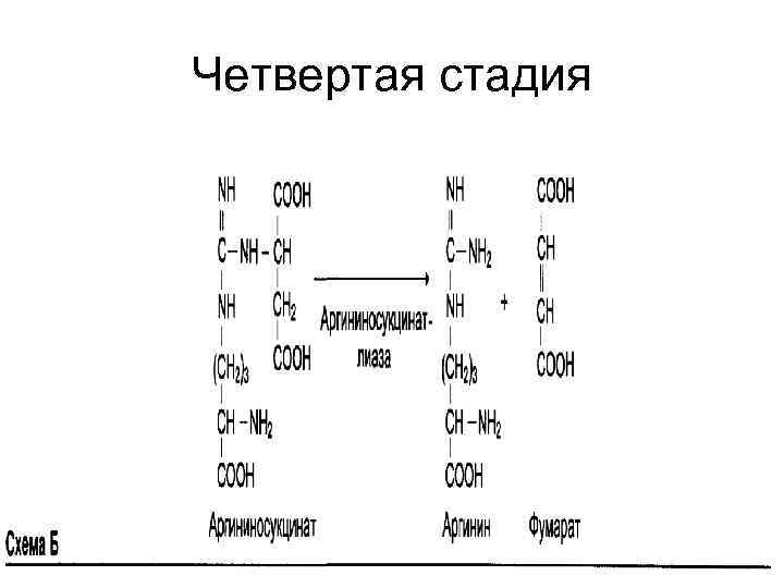 Четвертая стадия 