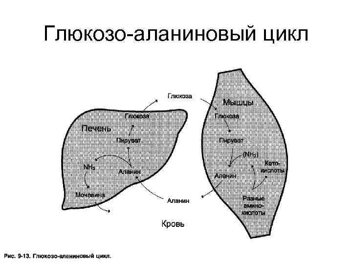 Глюкозо-аланиновый цикл 