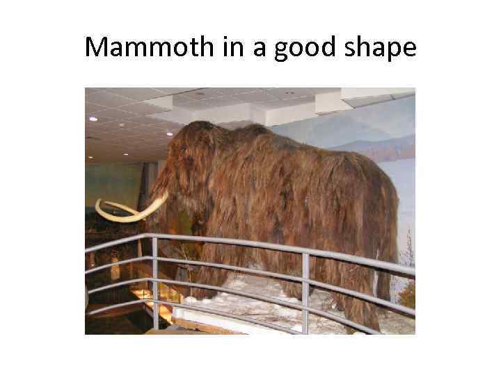 Mammoth in a good shape 