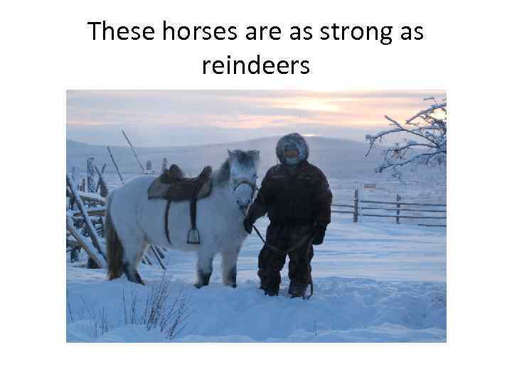 These horses are as strong as reindeers 