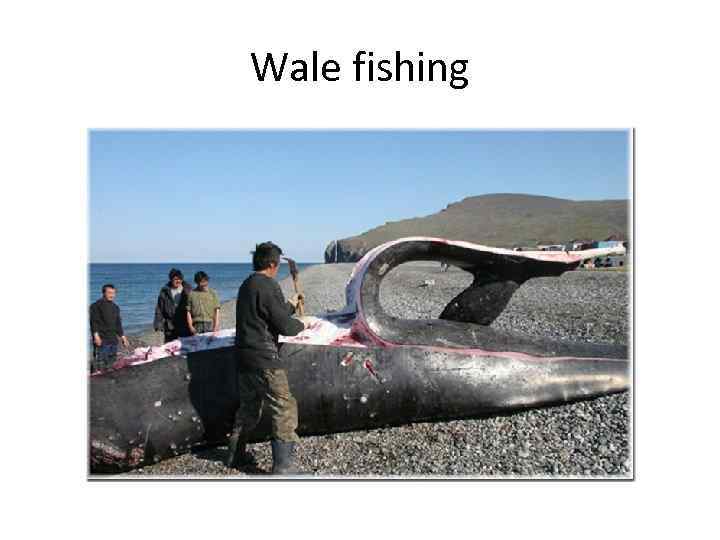 Wale fishing 