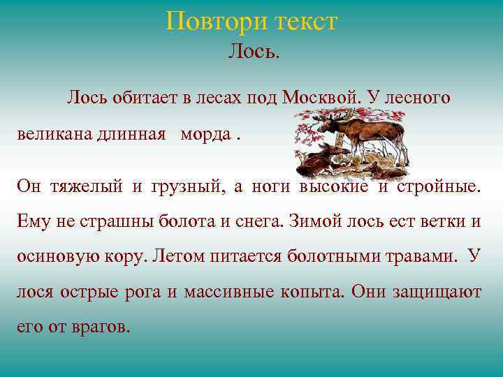 Повтори текст Лось обитает в лесах под Москвой. У лесного великана длинная морда. Он