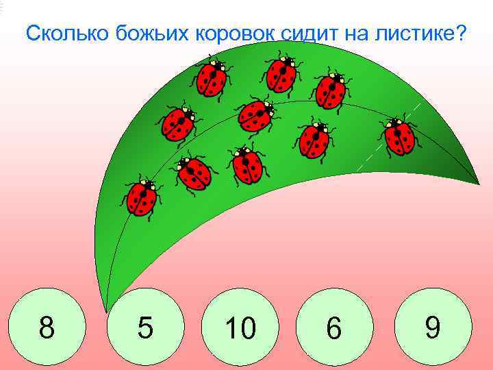 Сколько божьих коровок сидит на листике? 8 5 10 6 9 