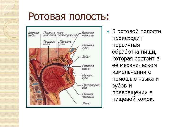 Какие функции выполняет ротовая полость