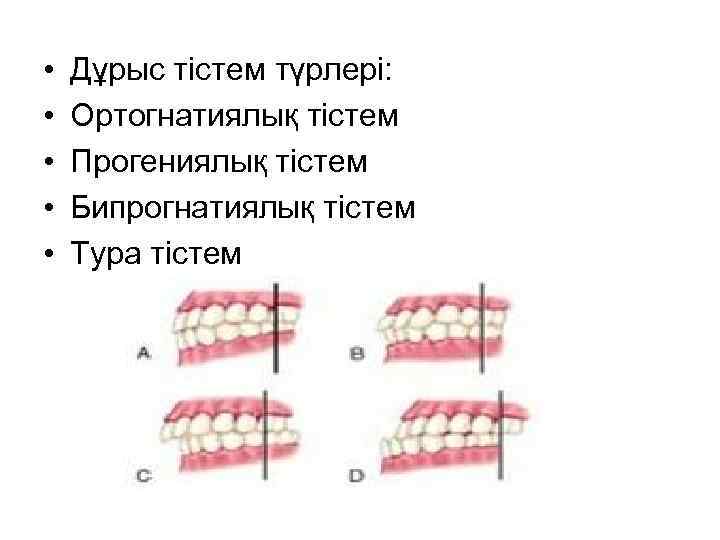 Тістем түрлері презентация