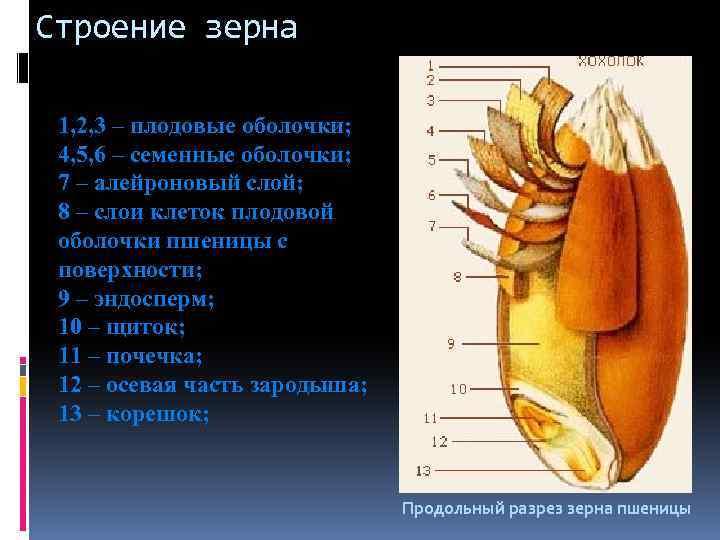 Строение зерна 1, 2, 3 – плодовые оболочки; 4, 5, 6 – семенные оболочки;