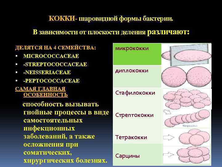 КОККИ- шаровидной формы бактерии. В зависимости от плоскости деления различают: ДЕЛЯТСЯ НА 4 СЕМЕЙСТВА: