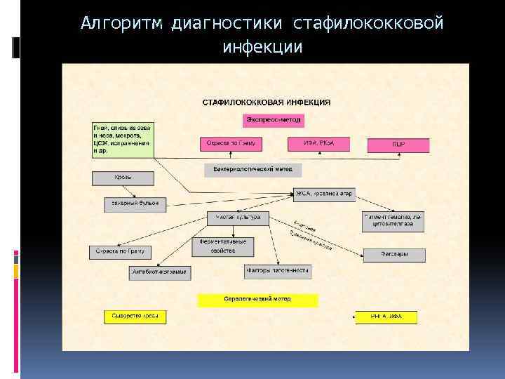 Алгоритм диагностики стафилококковой инфекции 