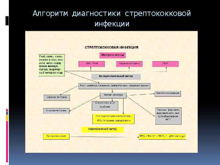 Алгоритм диагностики стрептококковой инфекции 