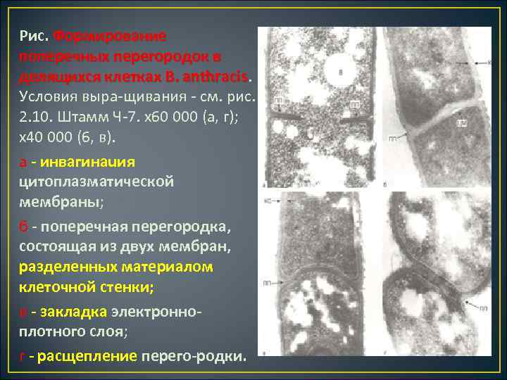 Рис. Формирование поперечных перегородок в делящихся клетках В. anthracis Условия выра щивания см. рис.