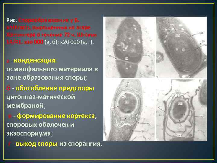 Рис. Спорообразование у В. anthracis, выращенных на агаре Хоттингера в течение 72 ч. Штамм