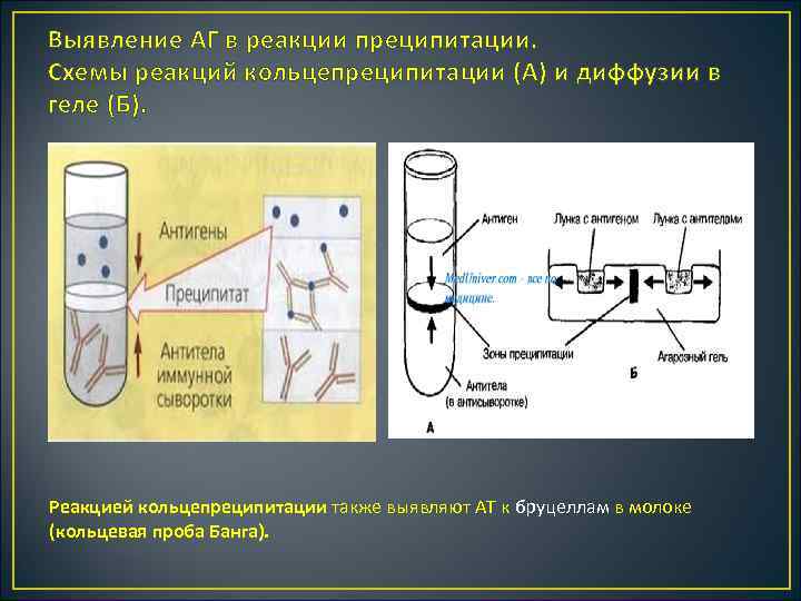 Выявление АГ в реакции преципитации. Схемы реакций кольцепреципитации (А) и диффузии в геле (Б).