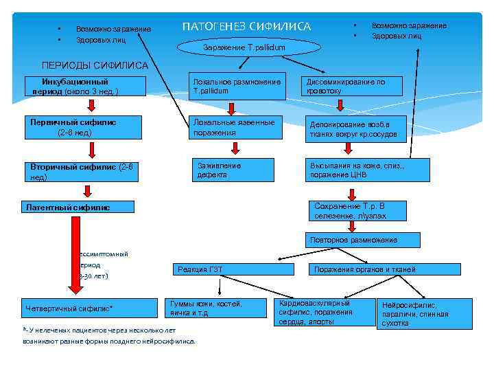  • • Возможно заражение Здоровых лиц ПАТОГЕНЕЗ СИФИЛИСА • • Возможно заражение Здоровых