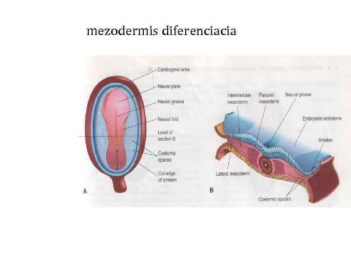 mezodermis diferenciacia 