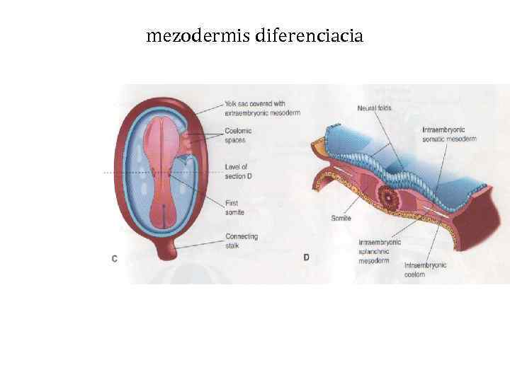 mezodermis diferenciacia 