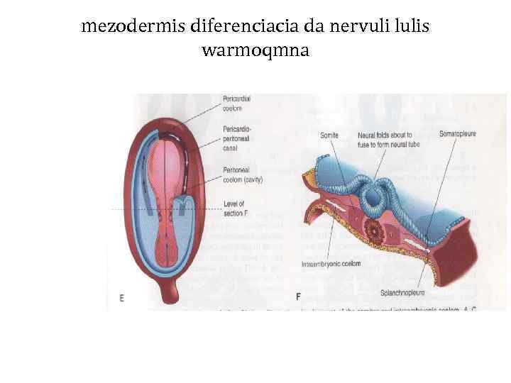 mezodermis diferenciacia da nervuli lulis warmoqmna 