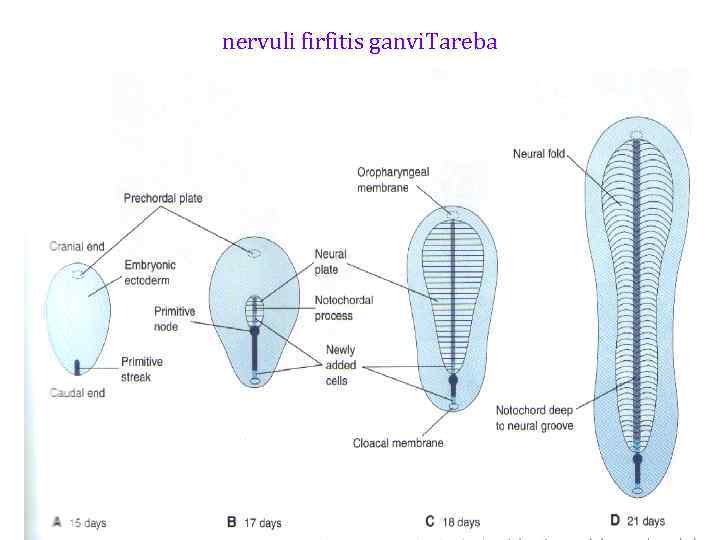 nervuli firfitis ganvi. Tareba 