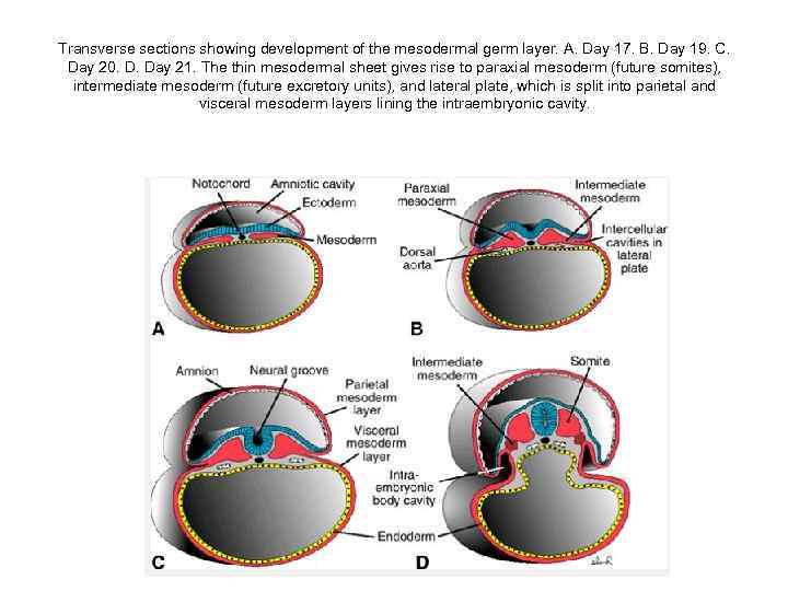 Transverse sections showing development of the mesodermal germ layer. A. Day 17. B. Day