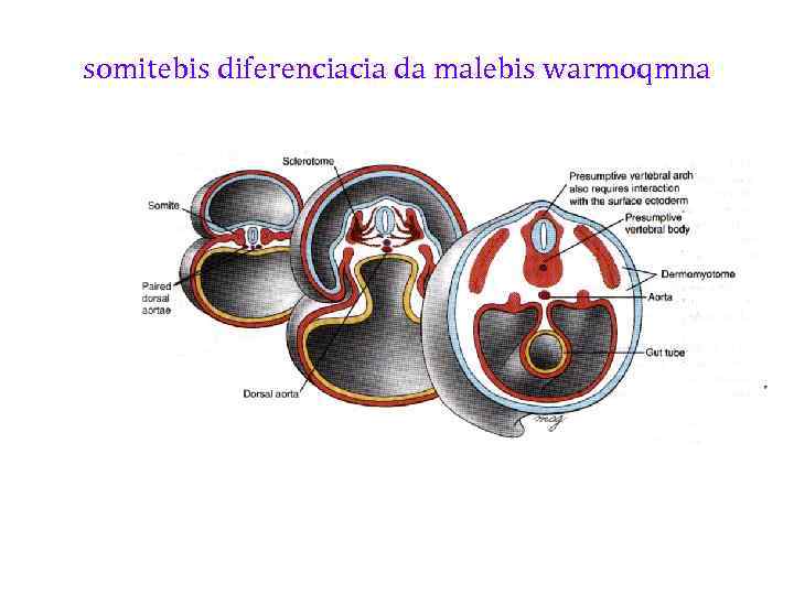 somitebis diferenciacia da malebis warmoqmna 