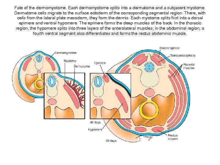 Fate of the dermomyotome. Each dermomyotome splits into a dermatome and a subjacent myotome.