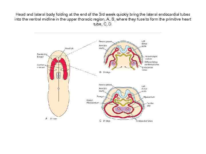 Head and lateral body folding at the end of the 3 rd week quickly