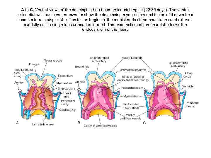 A to C, Ventral views of the developing heart and pericardial region (22 -35