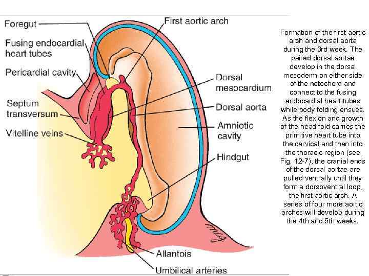 Formation of the first aortic arch and dorsal aorta during the 3 rd week.