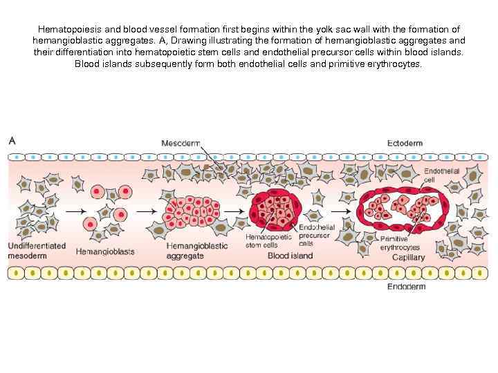 Hematopoiesis and blood vessel formation first begins within the yolk sac wall with the