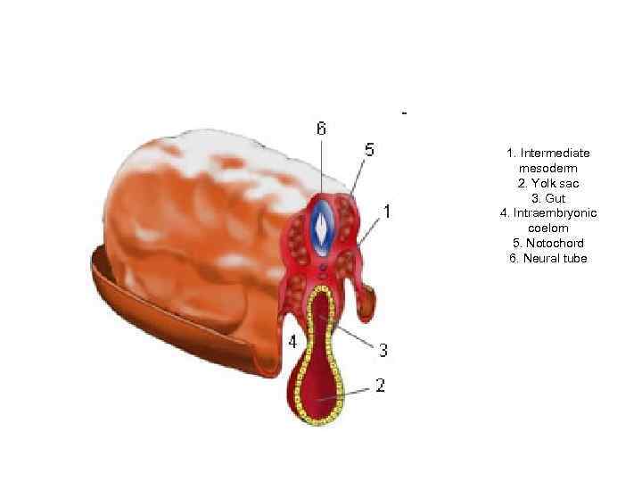 1. Intermediate mesoderm 2. Yolk sac 3. Gut 4. Intraembryonic coelom 5. Notochord 6.