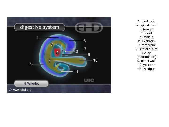 1. hindbrain 2. spinal cord 3. foregut 4. heart 5. midgut 6. midbrain 7.