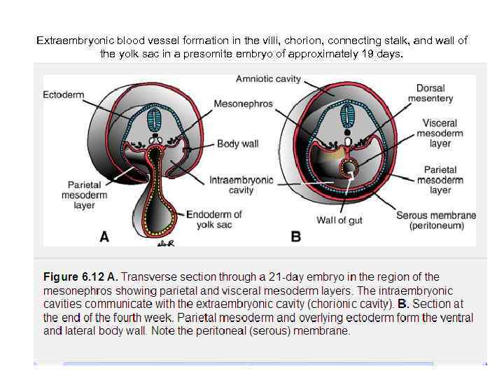 Extraembryonic blood vessel formation in the villi, chorion, connecting stalk, and wall of the