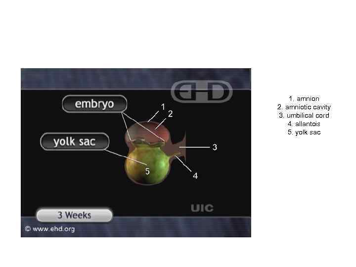 1. amnion 2. amniotic cavity 3. umbilical cord 4. allantois 5. yolk sac 