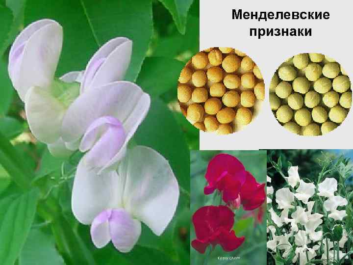 Менделевские признаки 