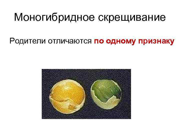 Моногибридное скрещивание Родители отличаются по одному признаку 