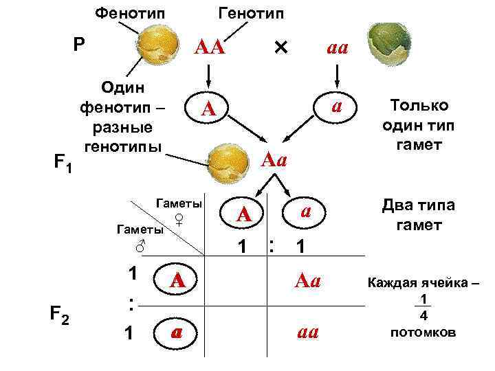 Фенотип Генотип P F 1 Один фенотип – разные генотипы Гаметы : 1 а