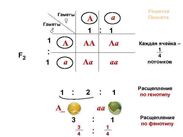 Гаметы А Гаметы ♂ 1 F 2 : 1 а 1 ♀ : 1