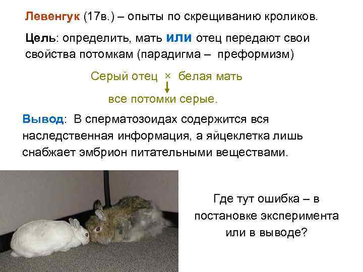 Левенгук (17 в. ) – опыты по скрещиванию кроликов. Цель: определить, мать или отец