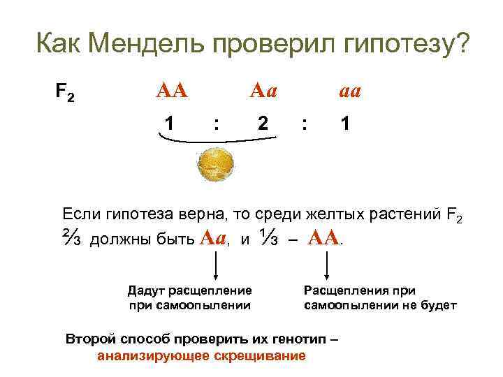 Как Мендель проверил гипотезу? F 2 AA 1 Aa : aa 2 : 1