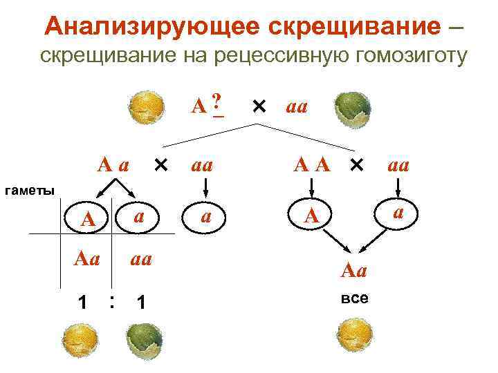 Как можно назвать скрещивание представленное на схеме aa x aa