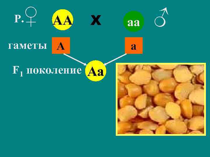 Р. ♀ АА Х гаметы А F 1 поколение аа а Аа ♂ 