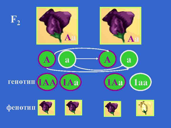 Генотип как понять. Utyjnbg b aattyjnbg. Генотипотип и фенотип. Генотип и фенотип. Генотип АА.