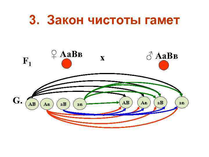 3. Закон чистоты гамет ♀ Аа. Вв F 1 G. АВ Ав а. В