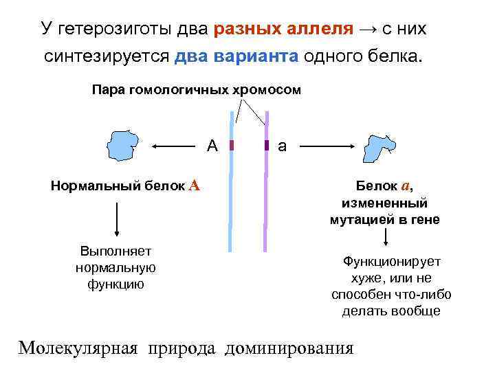 У гетерозиготы два разных аллеля → с них синтезируется два варианта одного белка. Пара