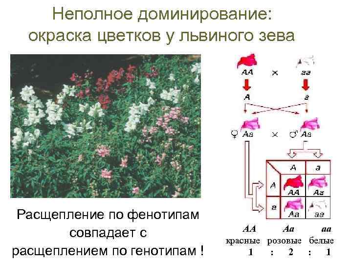 Неполное доминирование: окраска цветков у львиного зева Расщепление по фенотипам совпадает с расщеплением по