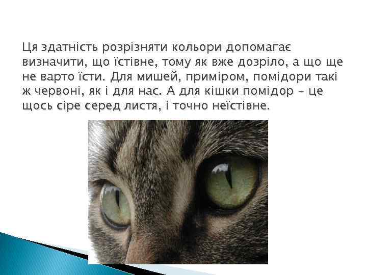 Ця здатність розрізняти кольори допомагає визначити, що їстівне, тому як вже дозріло, а що