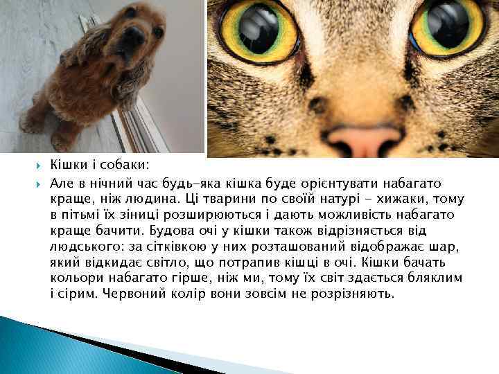  Кішки і собаки: Але в нічний час будь-яка кішка буде орієнтувати набагато краще,