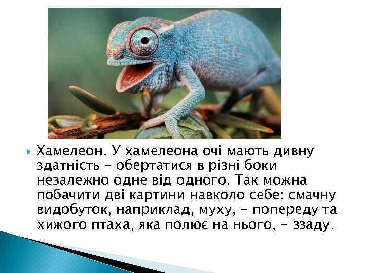  Хамелеон. У хамелеона очі мають дивну здатність - обертатися в різні боки незалежно