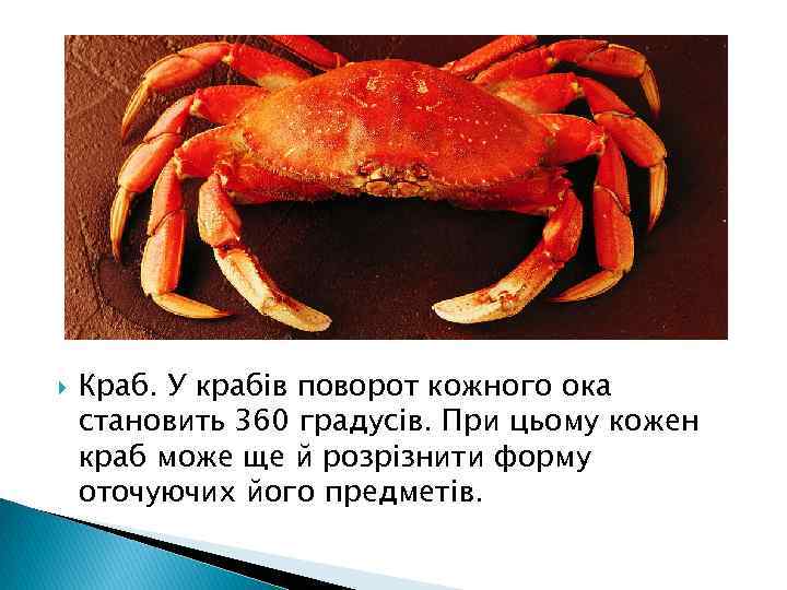  Краб. У крабів поворот кожного ока становить 360 градусів. При цьому кожен краб