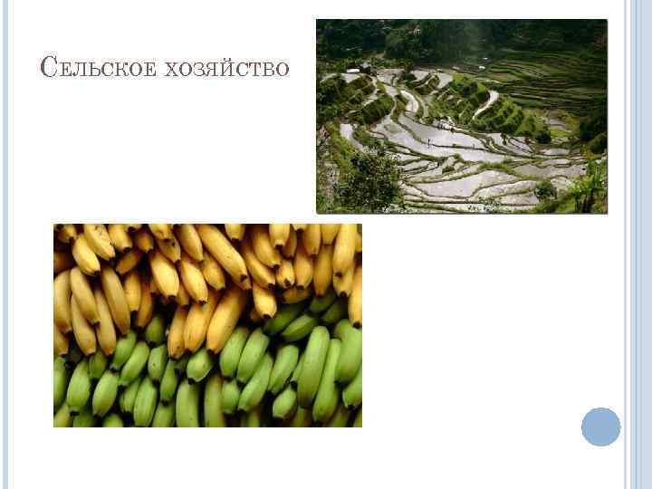 СЕЛЬСКОЕ ХОЗЯЙСТВО 